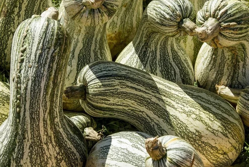 10 Cushaw Green Striped Squash Seeds. USA Seeds. Organic. Ships free