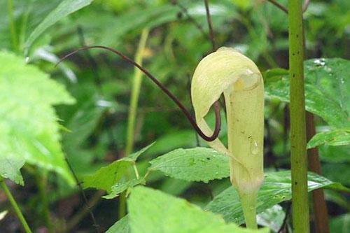 Arisaema tortuosum | Whipcord Cobra Lily | 10 Seeds