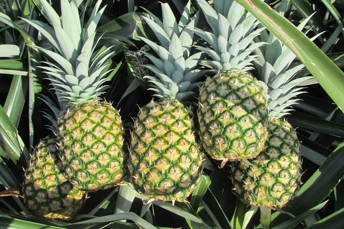 15+ MD2 Pineapple Seeds for Garden Planting – USA – FREE SHIPPING!