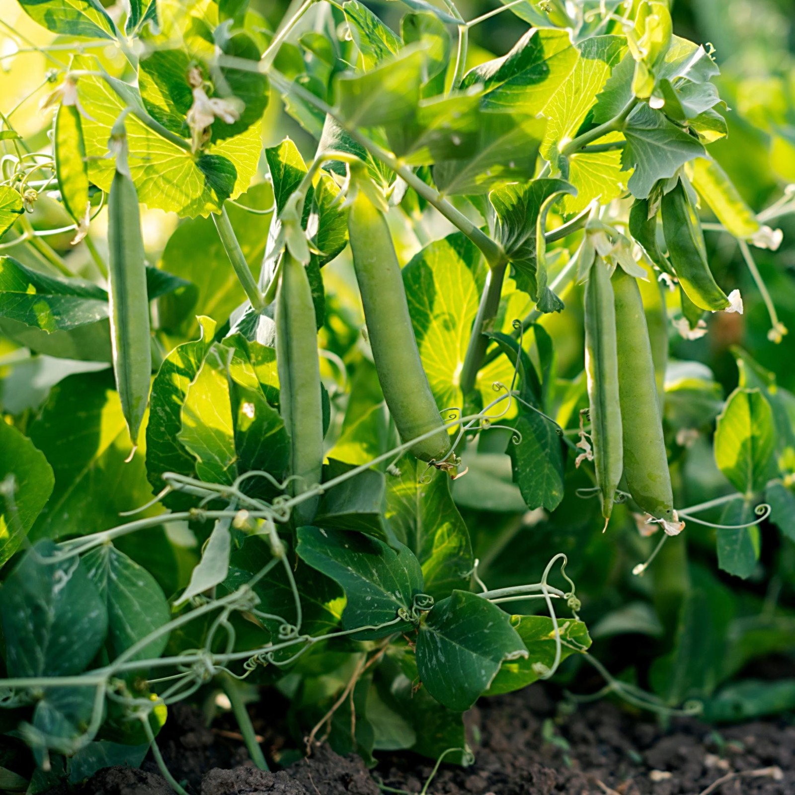 Mr. Fothergill’s Pea Seed Oh Sow Simple, Easy to Grow