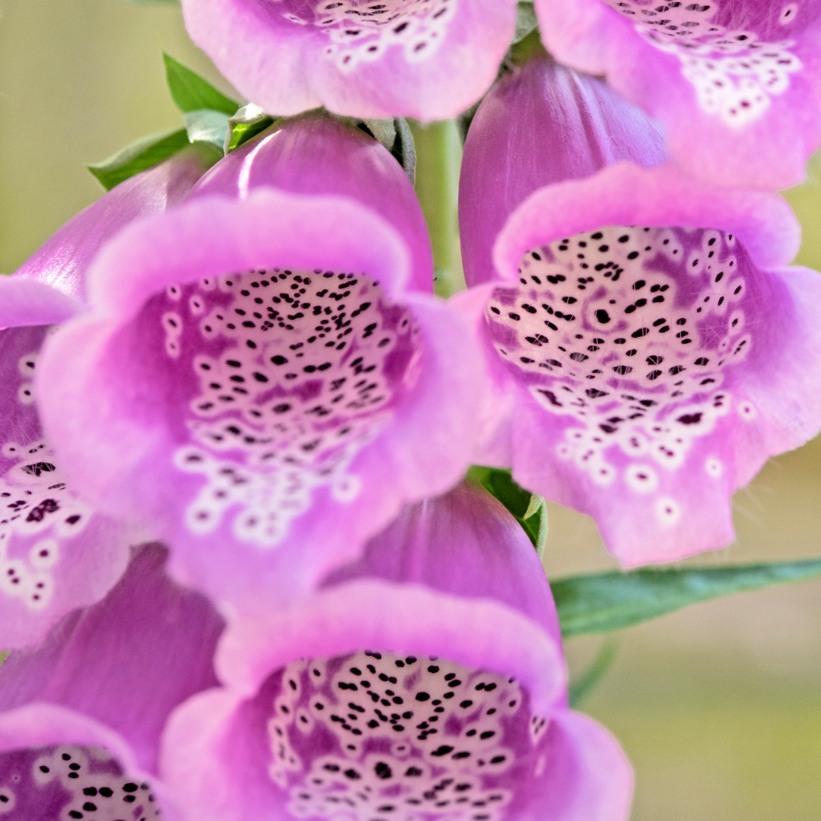 BULK, FOXGLOVE 10,000 SEEDS DIGITALUS PURPUREA, SPOTTED PURPLE OR WHITE FLOWERS