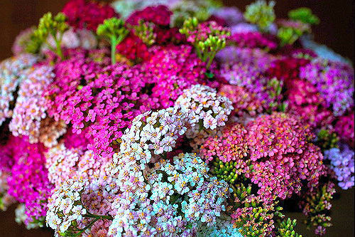 Yarrow Achillea Pastel Mixture 50 seeds