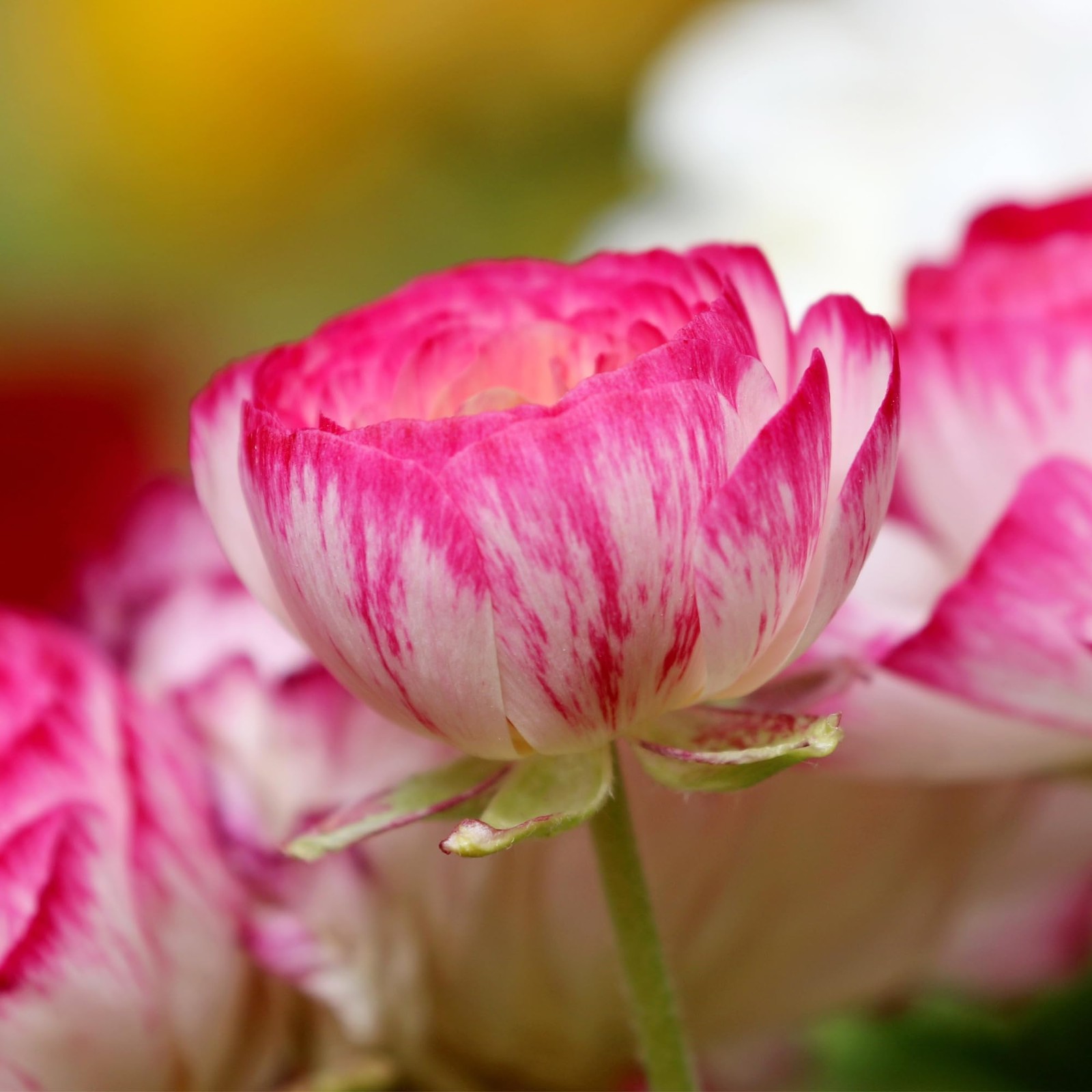 Ranunculus Bulbs – Picotee Pink – Beautiful Pink and White Flowers – Large an…
