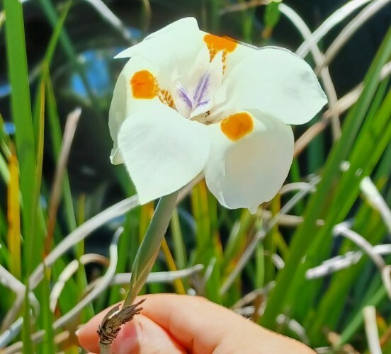 African Iris – Fortnight Lily – 15 Seeds 2022