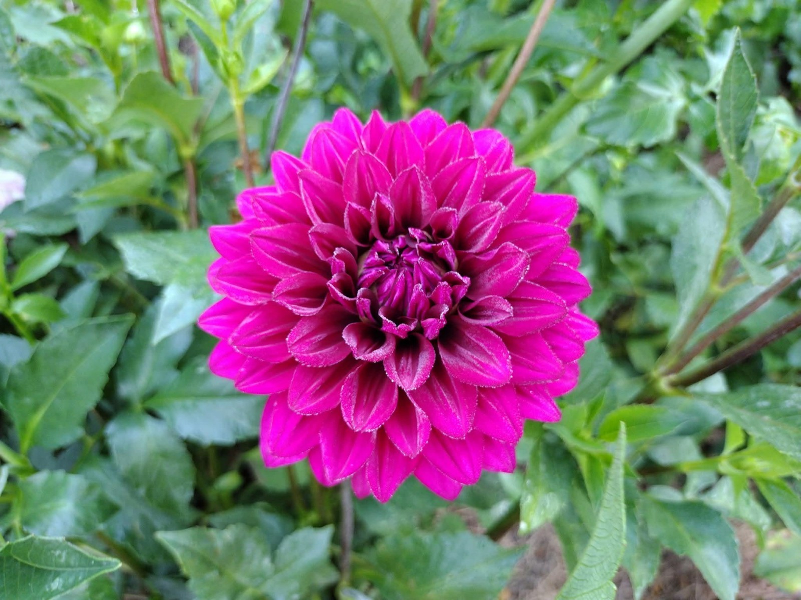 Home Grown Dahlia Flower Tuber Bulb Bundle Lot 10-50 Grower’s Choice Tubers