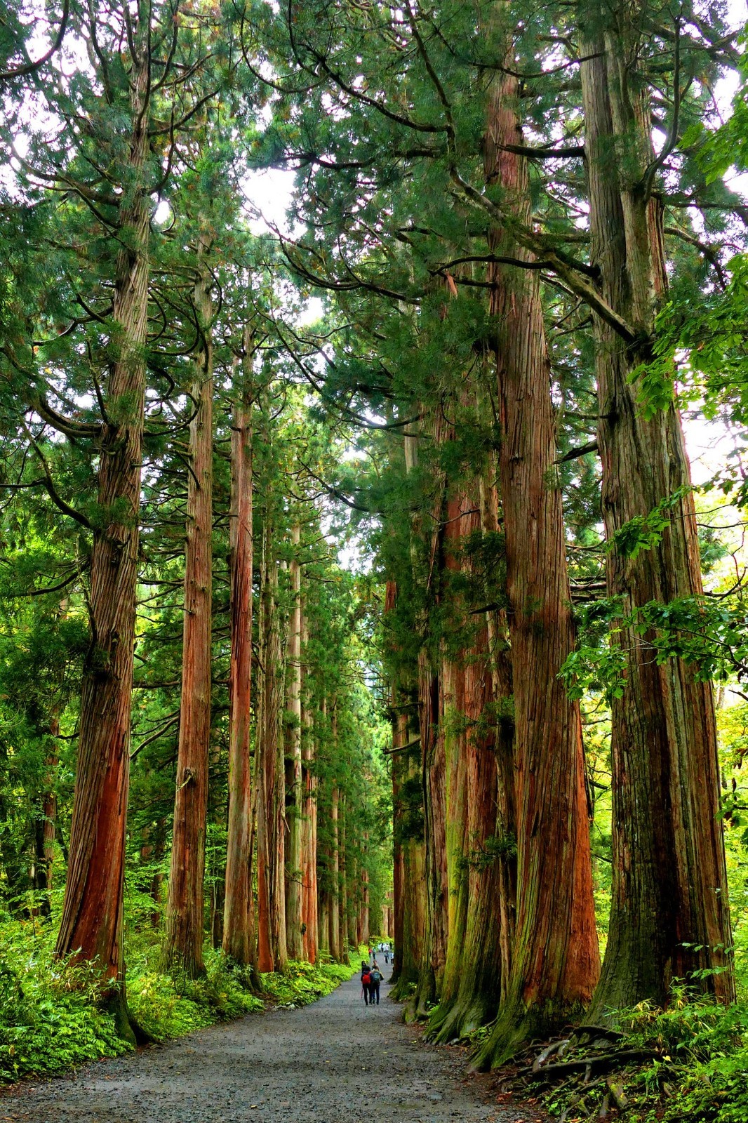 50+ Japanese Red Cedar Seeds Cryptomeria japonica Sugi Evergreen Bonsai