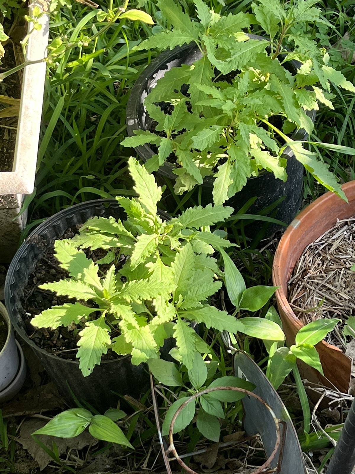 -*500 Epazote Seeds Mastruz Chenopodium Ambrosioides Mexican Herb Non-GMO 🌿
