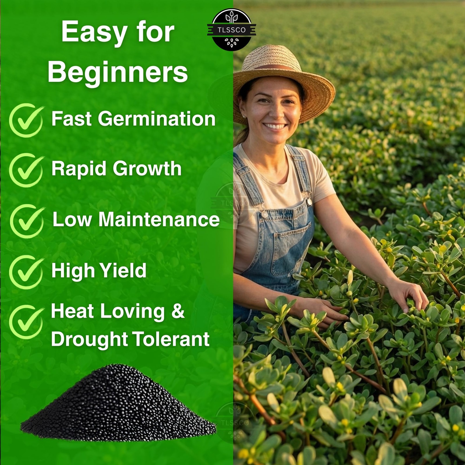 3000+ NonGMO Green Purslane Seeds FastGrowing, HighYielding Variety