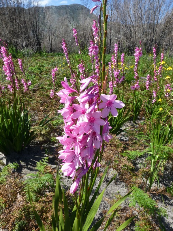 Watsonia Borbonica (pink) 15 Seeds, Fragrant Cape Bugle Lily