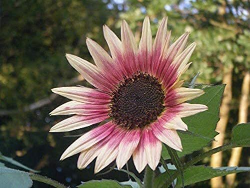 25 Indian Blanket Sunflower Seeds to Grow Exotic Indian Blanket Sunflower