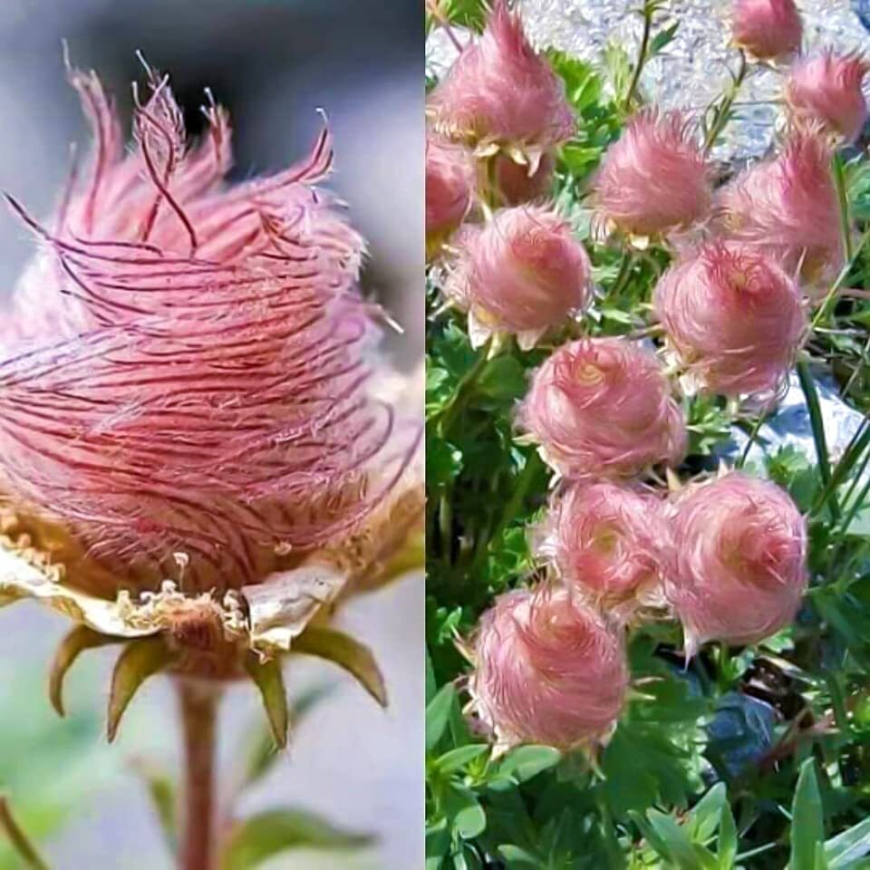 Prairie Smoke Seeds – 10 Seeds to Grow – Made in USA, Ships from Iowa. Rare