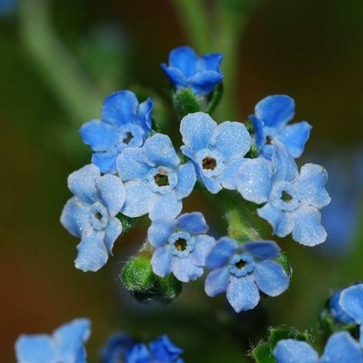 Wildflower Mix SINGIN’ THE BLUES Exclusive Blue Heirloom Non-GMO USA 500+ Seeds