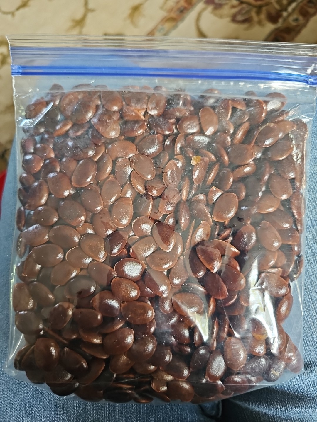 100+ American Persimmon Seeds Organic From Arkansas (Diospyros Virginiana)