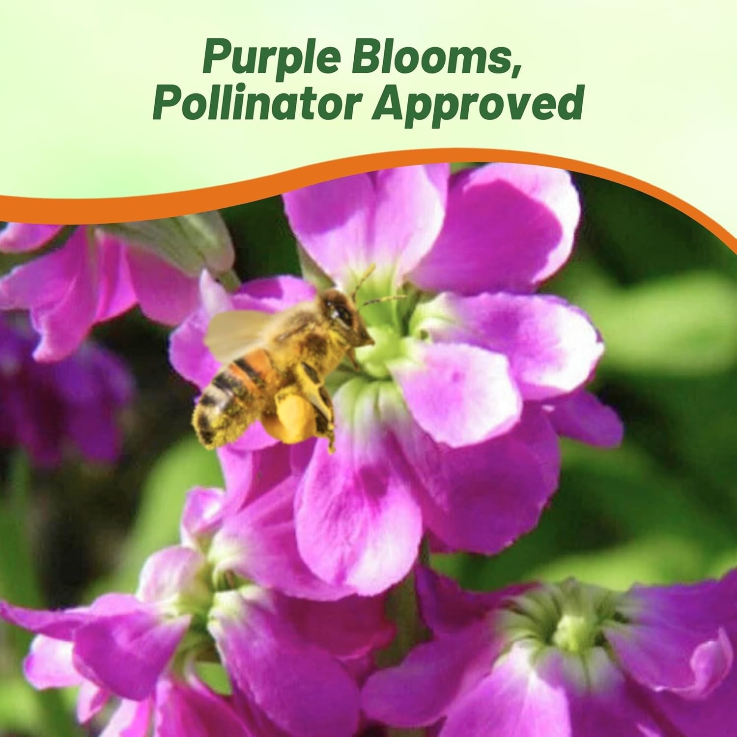 1000 Seeds Verbascum phoeniceum Violetta Mullein Garden Flower Plant Seeds