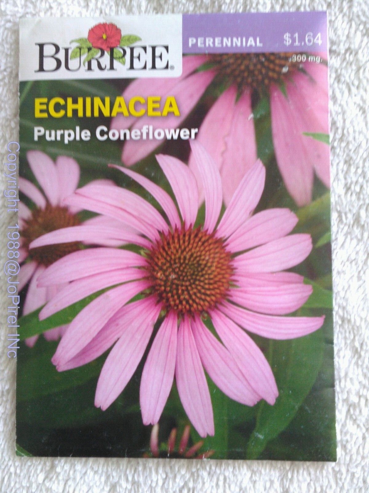 Echinacea Purple Coneflower 300 MG – Burpee 21 days to harvest 11/22