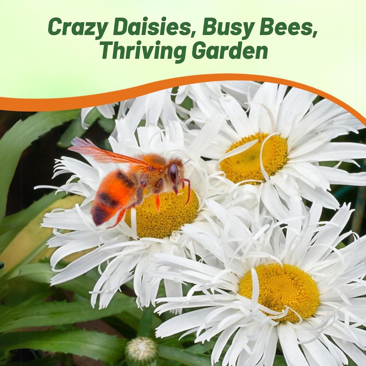200 Seeds Chrysanthemum Leucanthemum Shasta Crazy Daisy Flower Seeds