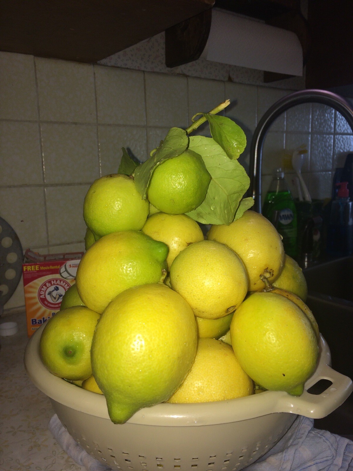 MeyeLemon🍋 30 seeds Organic NonGmo Pesticide Free