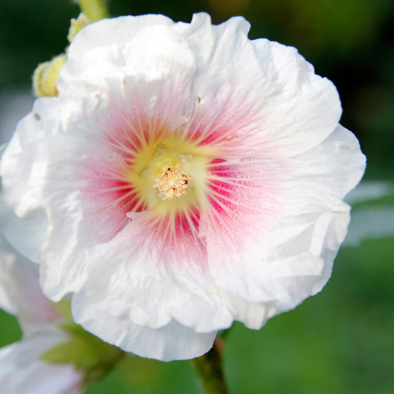 45+ Hollyhock Seeds, Heirloom Seeds, Alcea Rosea, Flowers Perennial Flowers Seed