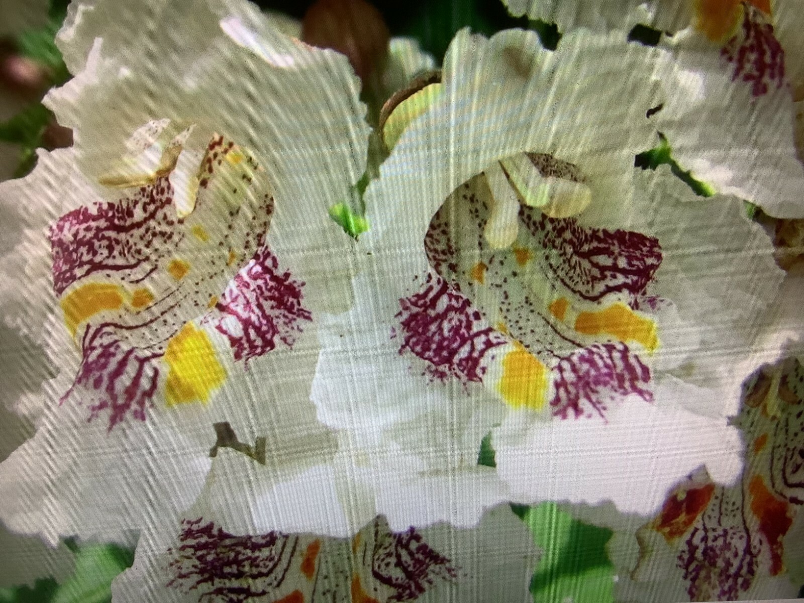Catalpa tree seeds Northern E-Z Hardy 35+ Ct. FREE EASY START GUIDE INCLUDED