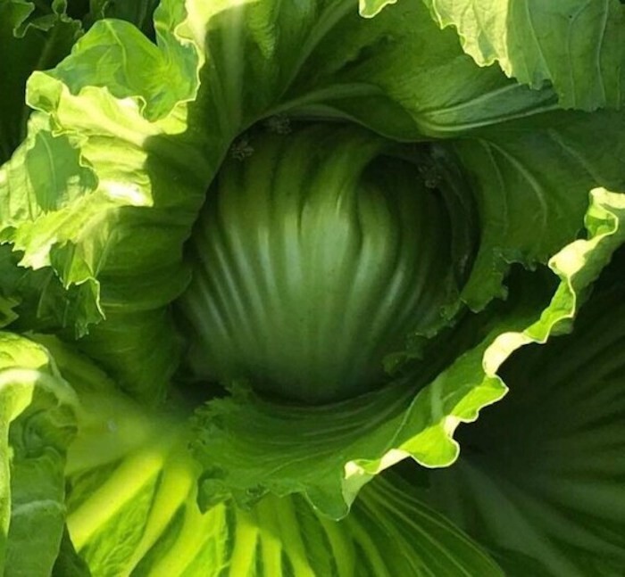 500++ Kekkyu Takana, Oriental Mustard , Gai Choy, Brassica Juncea, Cải dưa chua
