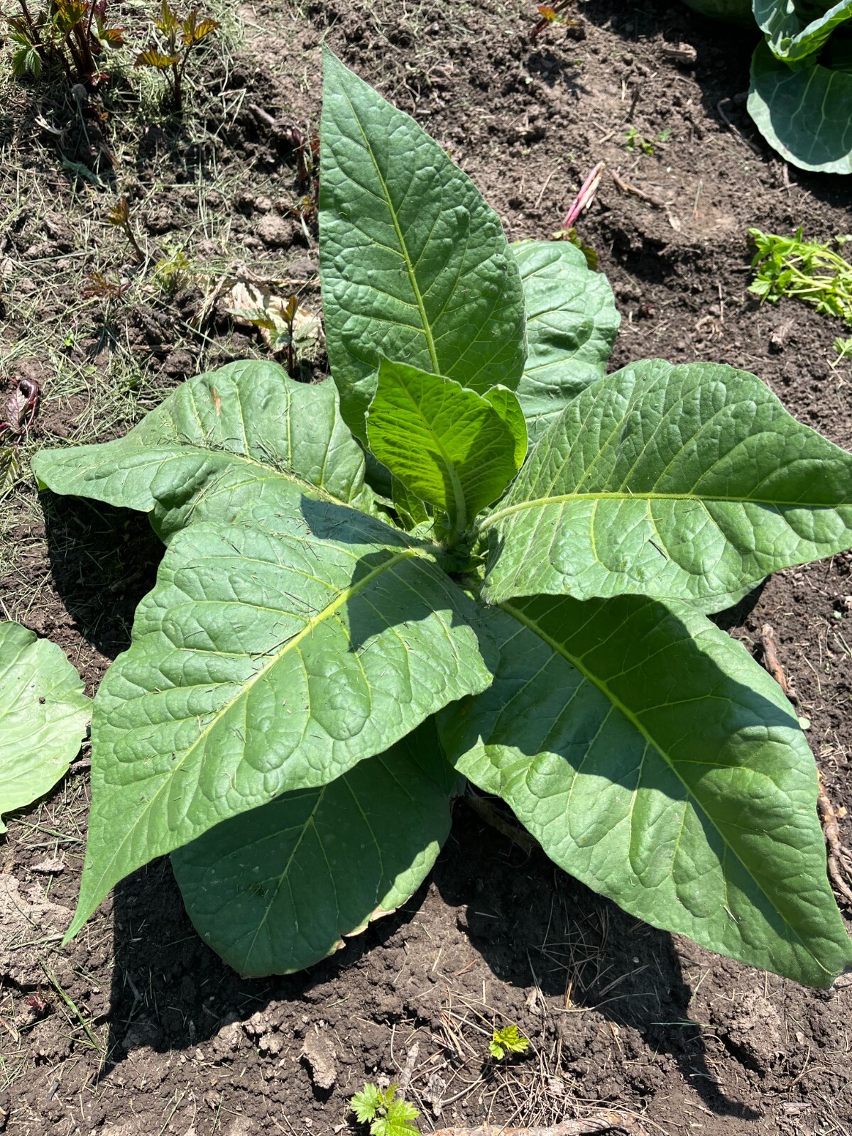 Louisiana Perique Tobacco Seeds ~5K Non-GMO Free Ship No Track ~2 Weeks Arr Read