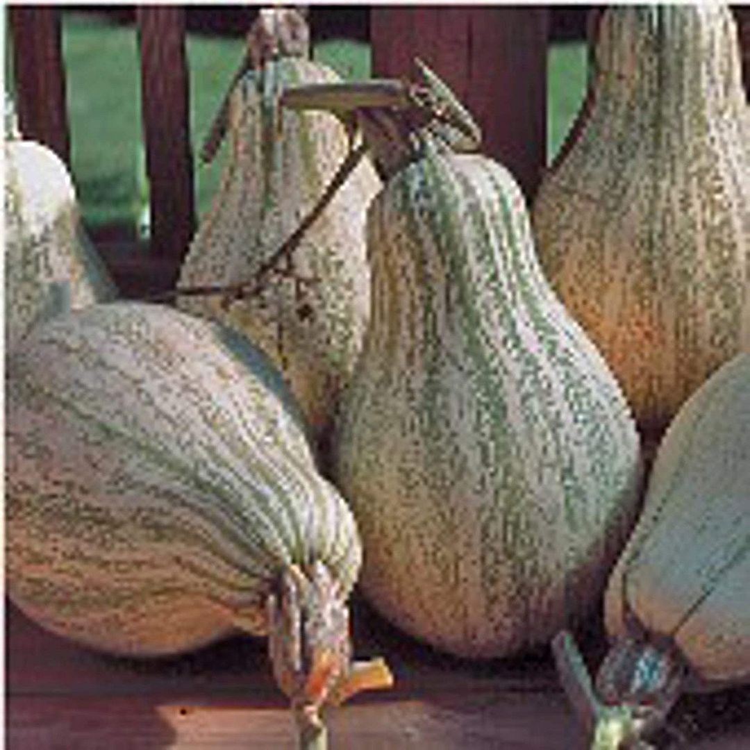 Tennessee Sweet Potato Squash Seeds (25 Seed Packet) (More Heirloom, Organic, No