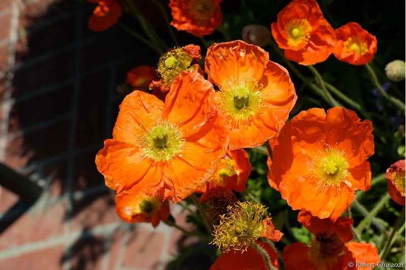 Poppy – Papaver nudicaule – Champagne Bubbles Orange seed