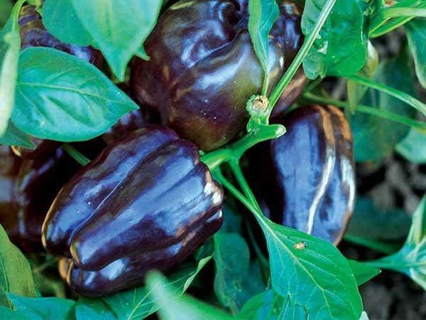 PURPLE BEAUTY SWEET BELL PEPPER SEEDS NON-GMO super color super flavor DELICIOUS