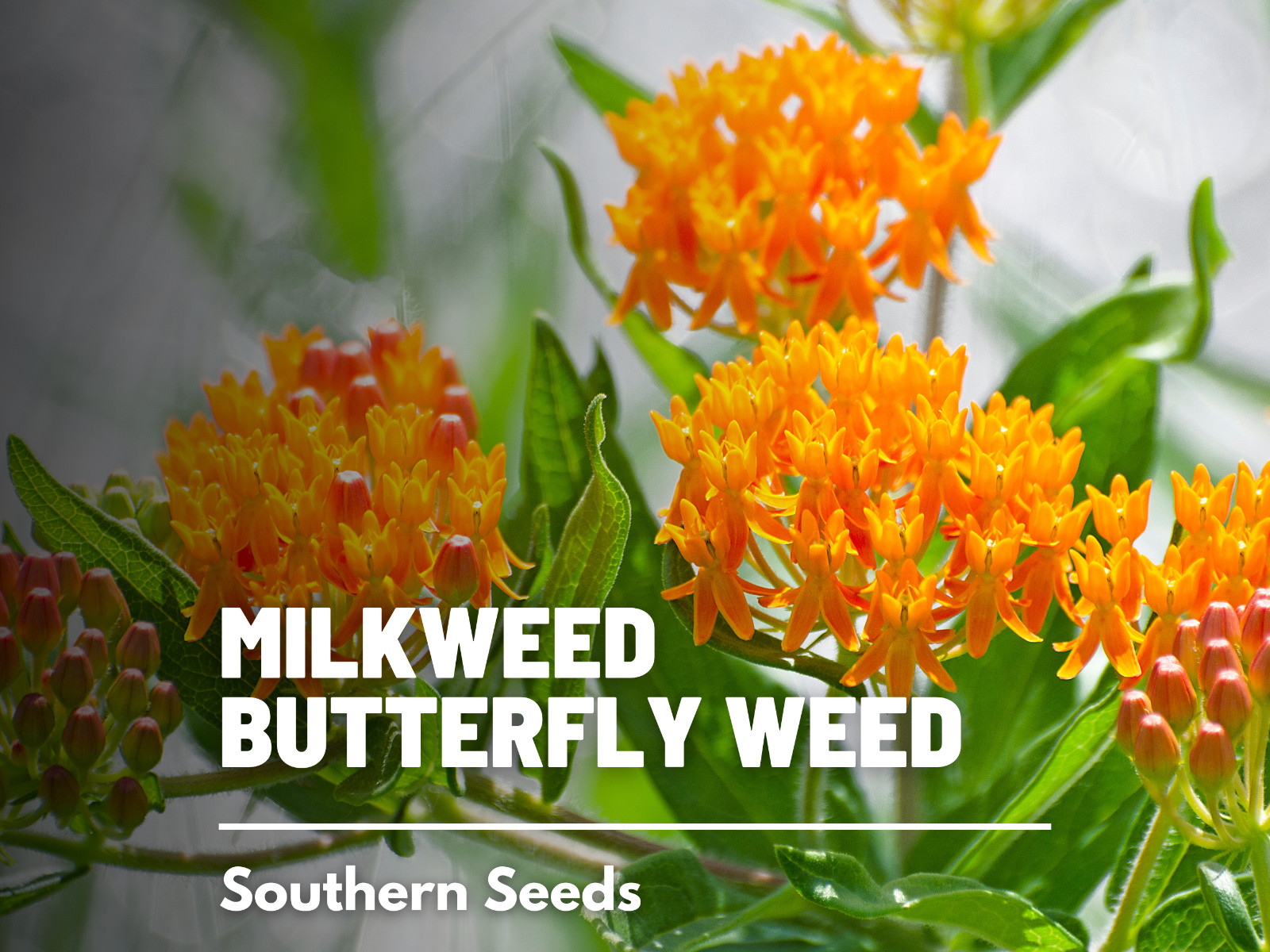 Butterfly Weed (Orange Milkweed) – 35 Seeds, Heirloom Flower (Asclepias tuberosa