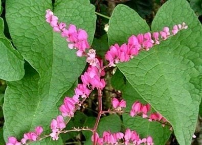 Rare Pink Coral Vine Chain of Love Seeds ~ Antigonon Leptopus ~ Heart Shaped
