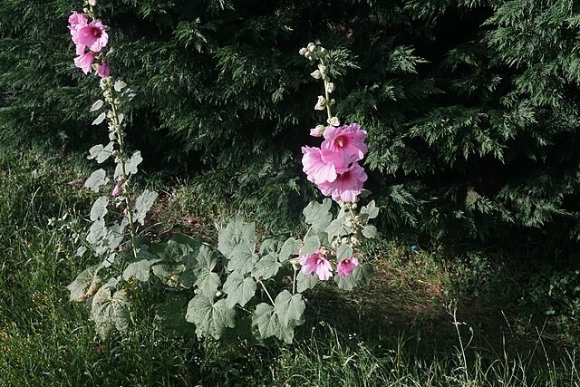 Alcea rosea | Hollyhock | 100 Seeds
