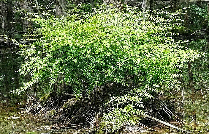 ROYAL FERN 1000 SPORES (SEEDS) HARDY to -30 f. mariesgreengarden OSMUNDA REGALIS