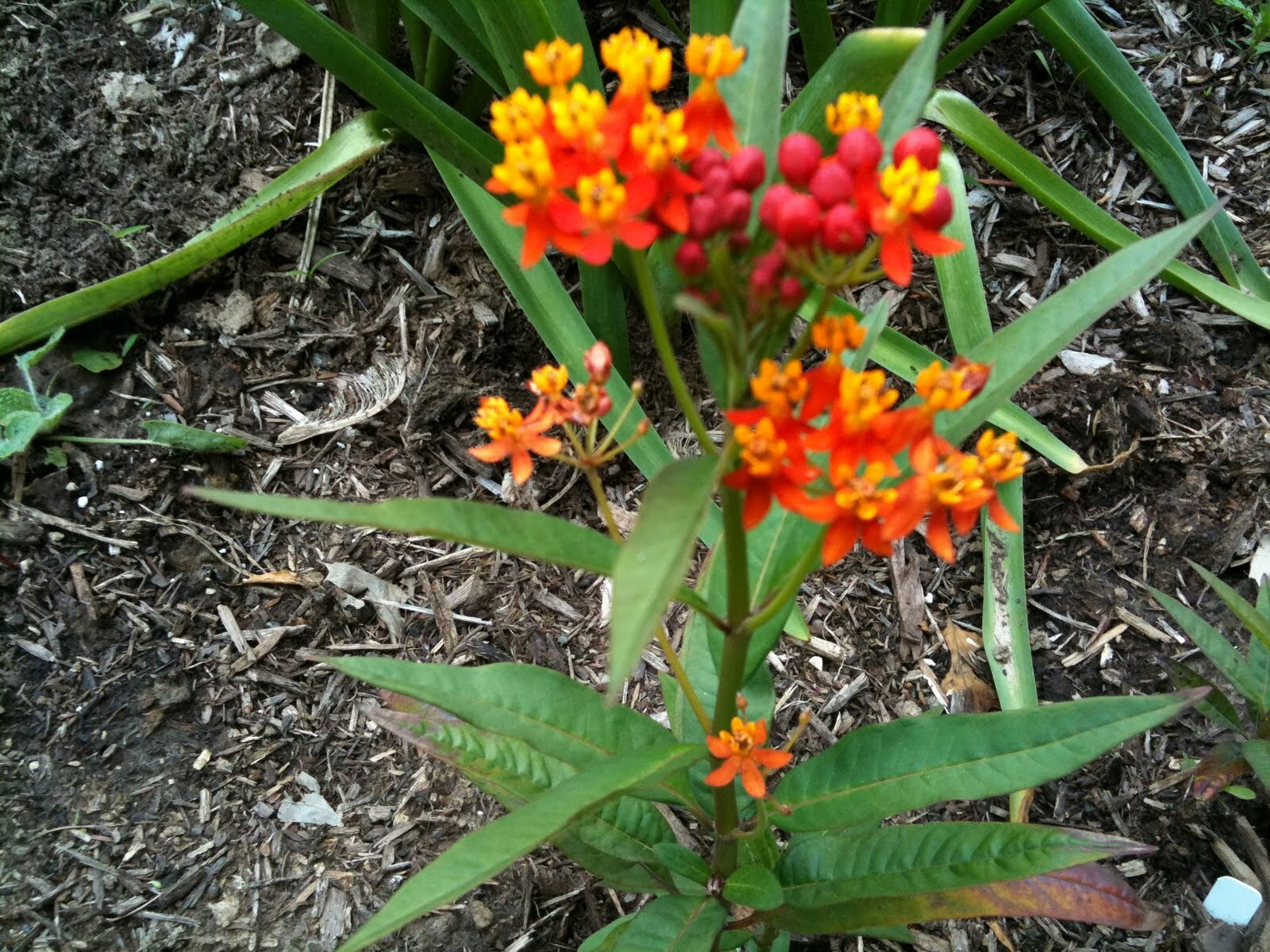 101+BLOODFLOWER Milkweed Flower Seeds Annual Wildflower Container Drought Heat