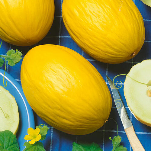 50 ORGANIC CANARY GOLDEN MELON SEEDS FRESH HARVEST IN 2020, BIG