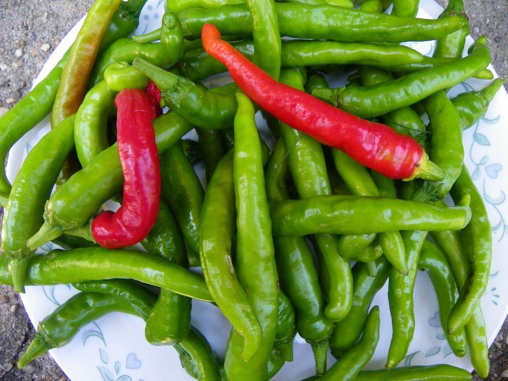 RARE✿ NEW! Japanese Heirloom Fushimi Sweet Pepper 15+ Seeds
