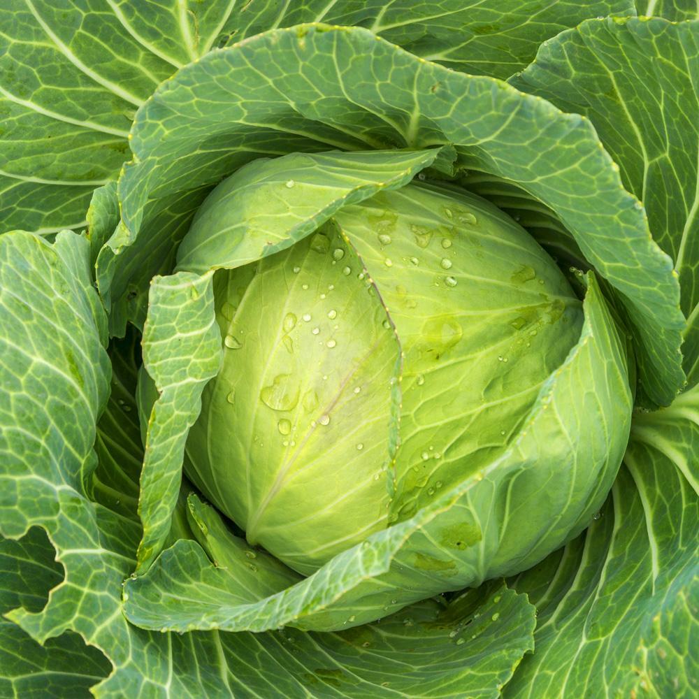 Golden Acre Cabbage Seeds | Green Canonball Slaw Vegetable Fall Garden Seed 2024