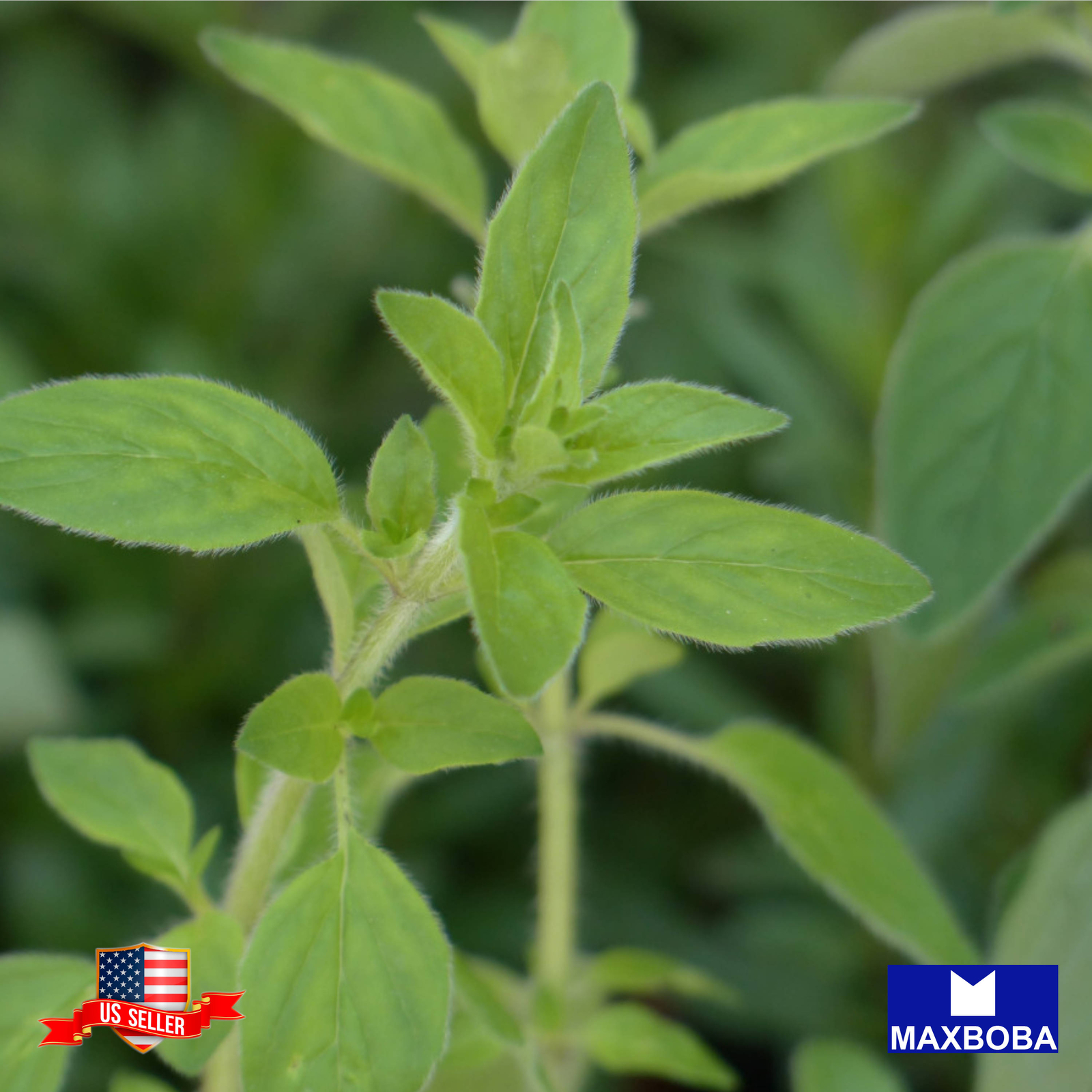 Marjoram Sweet Seeds Non-GMO Heirloom