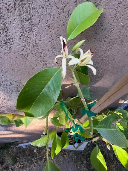 Michelia Alba/Magnolia Champaca Live FLOWERING BUD (White Flowers) model i 3 ft