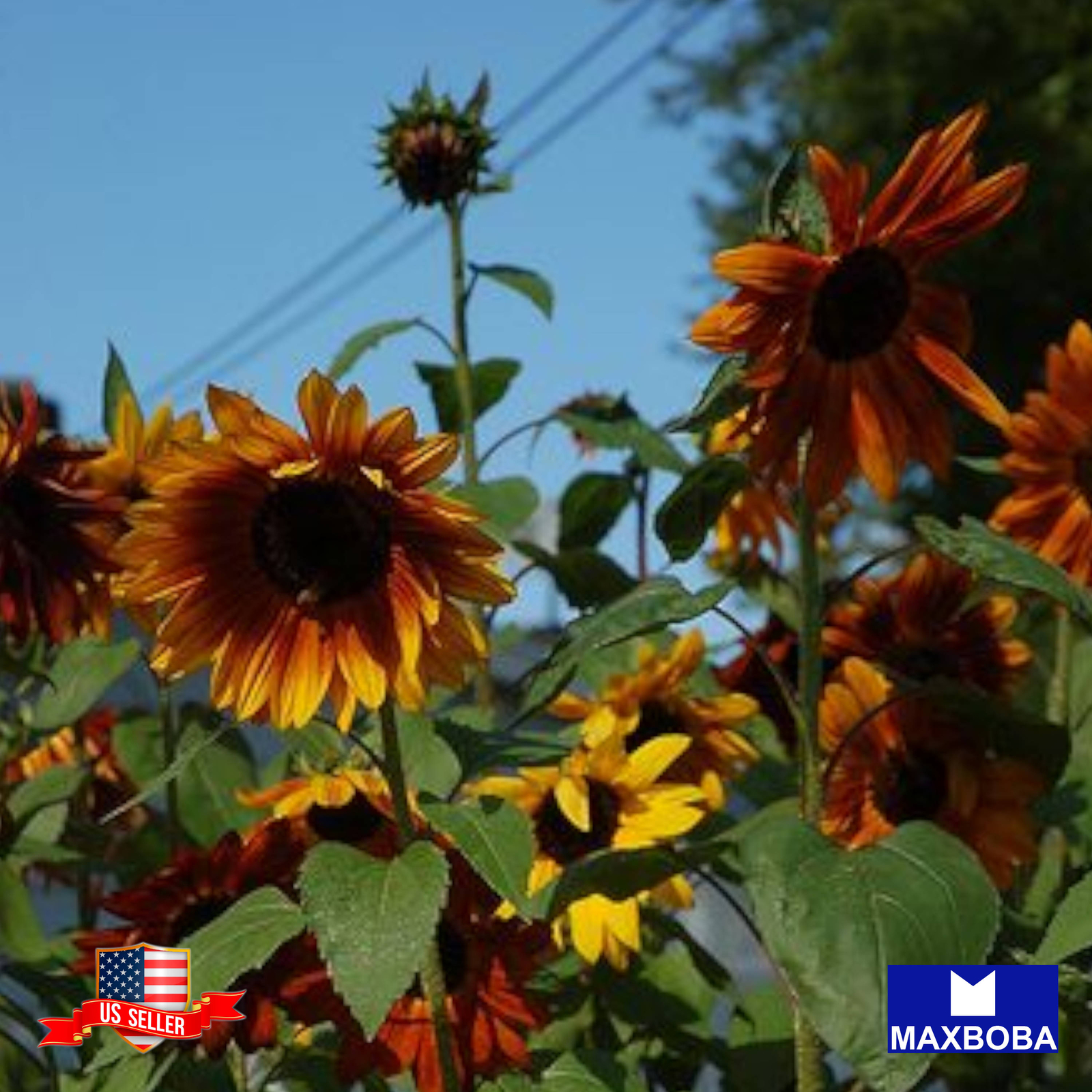 100+ Autumn Beauty Mix Sunflower Seeds – Non-GMO BTGO 75% OFF