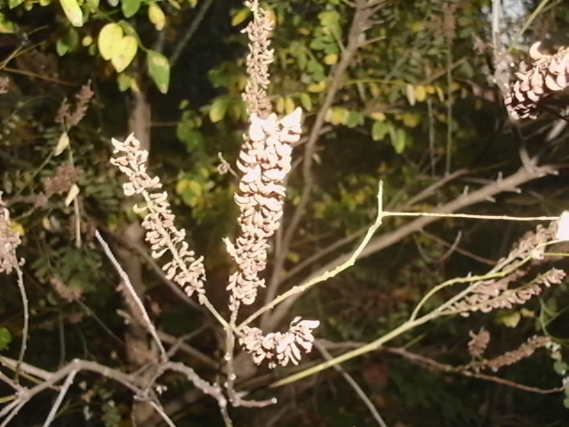 30 INDIGO BUSH SEEDS – Amorpha fruticosa