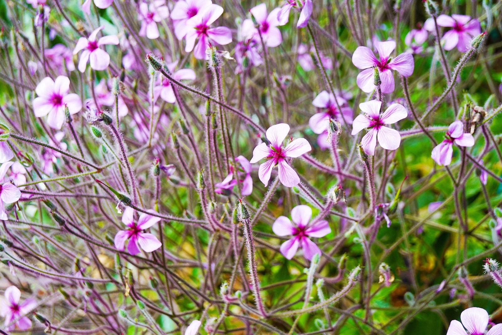 10 WHITE MADEIRA GERANIUM Maderense Cranesbill Giant Herb Robert Pink Eye Seeds