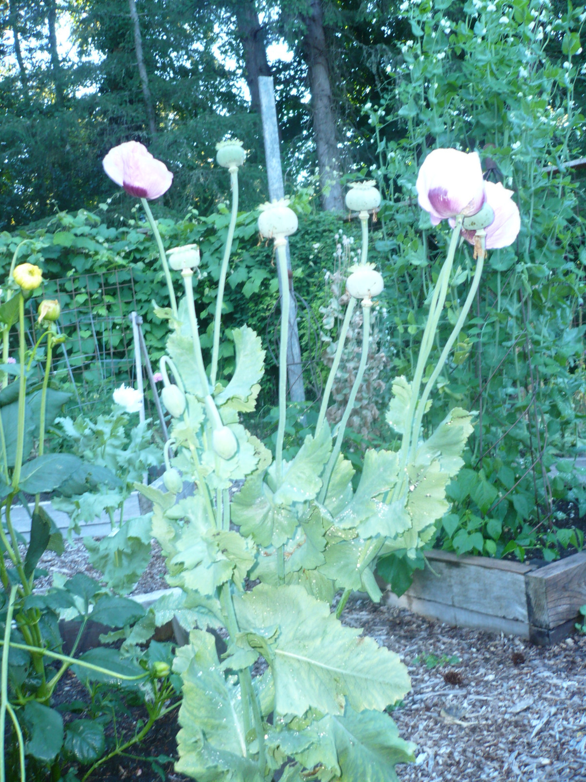 Shades of Pink “The Giant” Humongous Poppy Seeds 5000+ *PoppyQueen👑