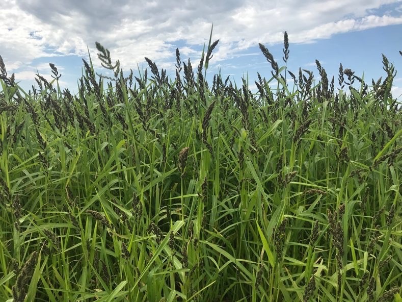 Japanese Millet seed for planting – Duck food habitat hunting 10 lbs 1/2 Acre