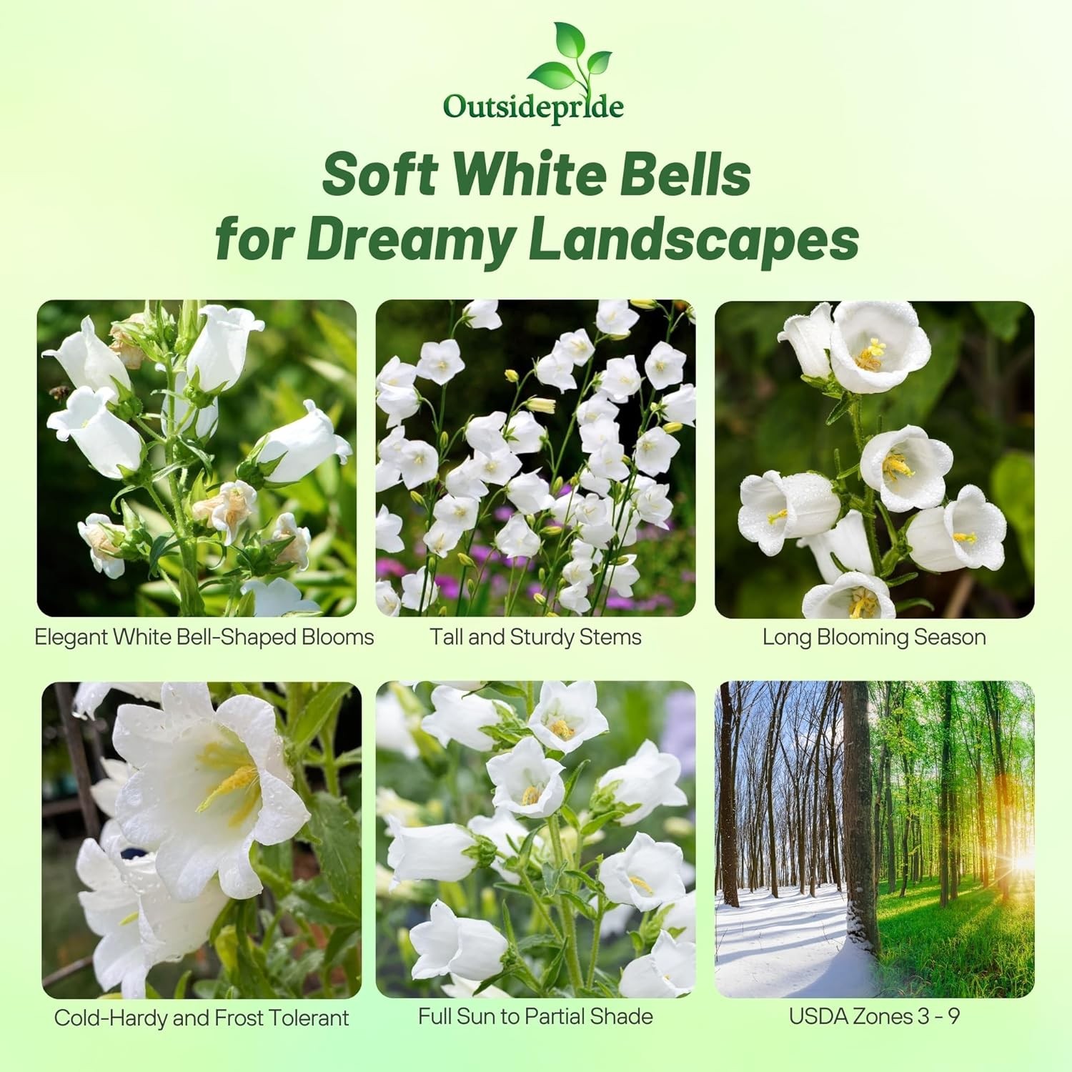 5000 Seeds Canterbury Bells Seed – Campanula Medium White Flower Seeds