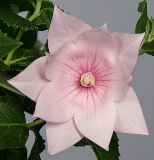 40+ PLATYCODON DOUBLE BALLOON MIXED FLOWER SEEDS (BLUE, WHITE, PINK/) PERENNIAL