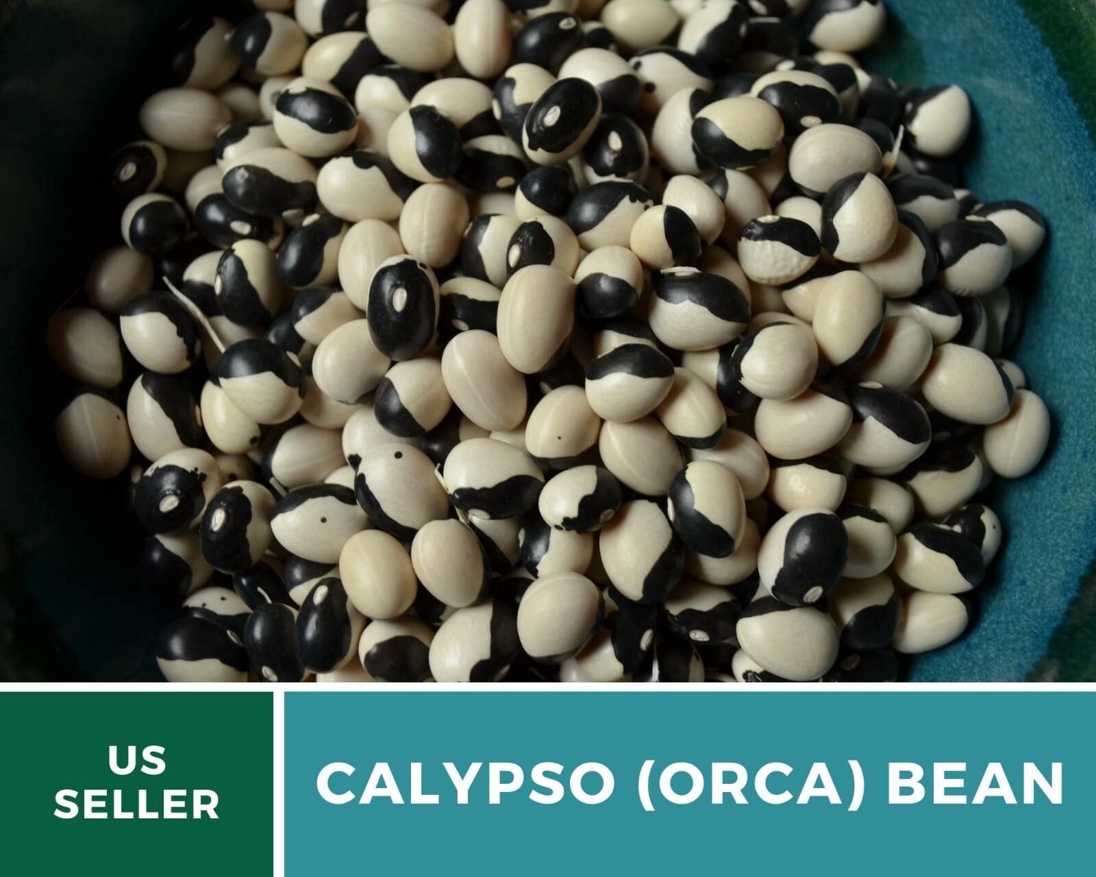 Bean, Calypso (Orca) – 25 Seeds, Bush, Heirloom Vegetable (Phaseolus vulgaris)