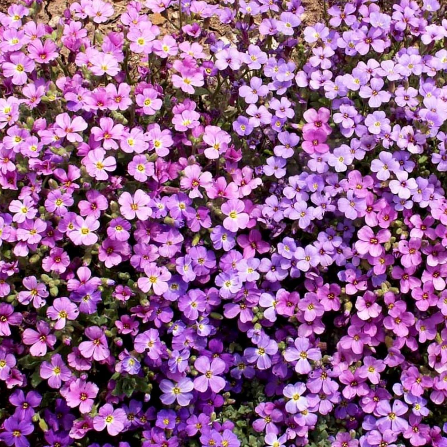 Vibrant Purple Rockcress – Perennial Flower Seeds – Easy Grow for Rock Gardens