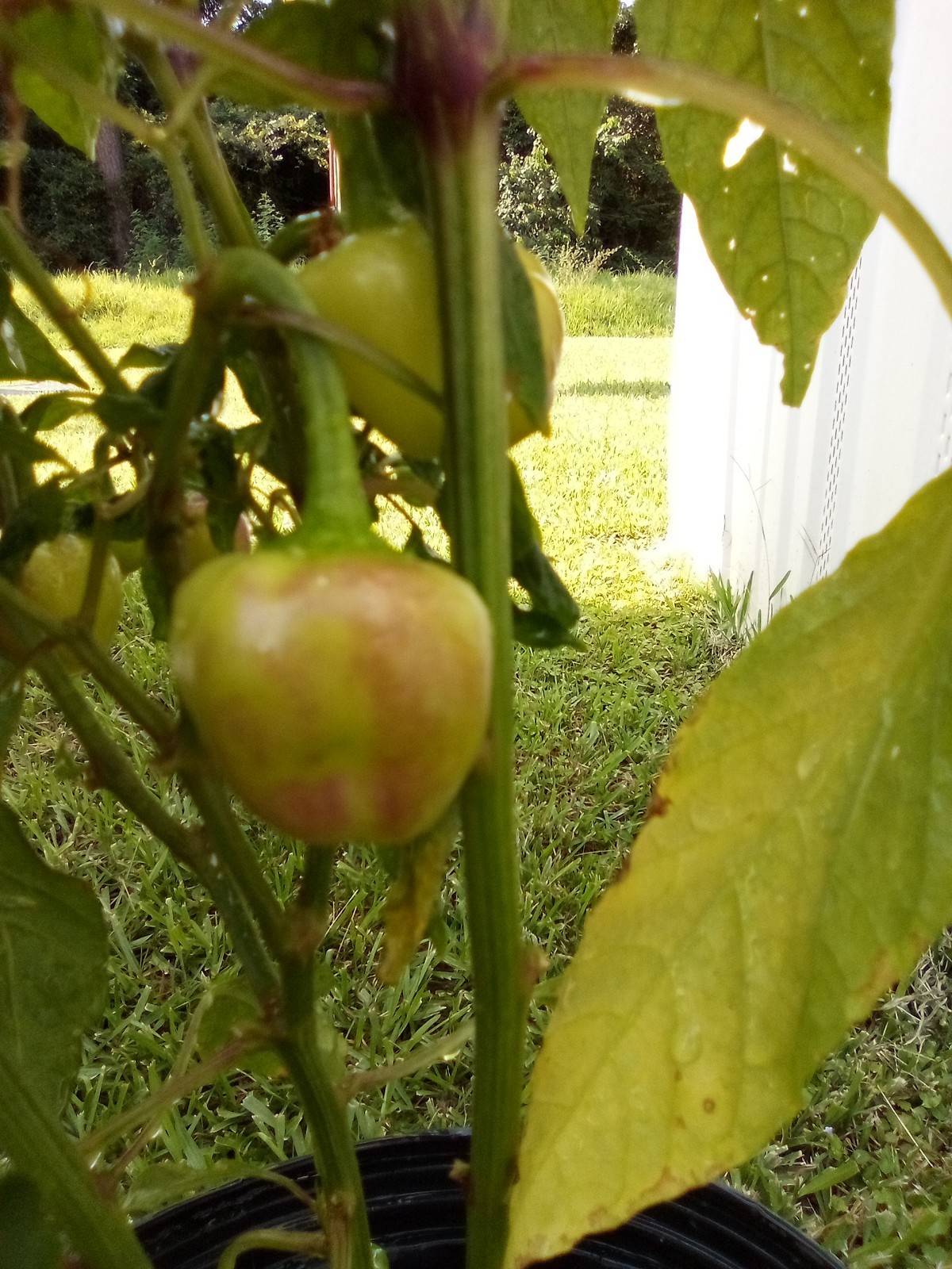Purple Side Kick Pepper Seeds (Sweet&Spicy)