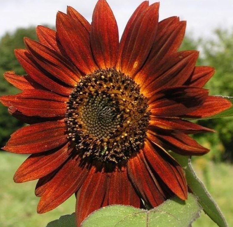 Earthwalker Sunflower – Pack 25 Seeds – Annual Vibrant Blooms Flower