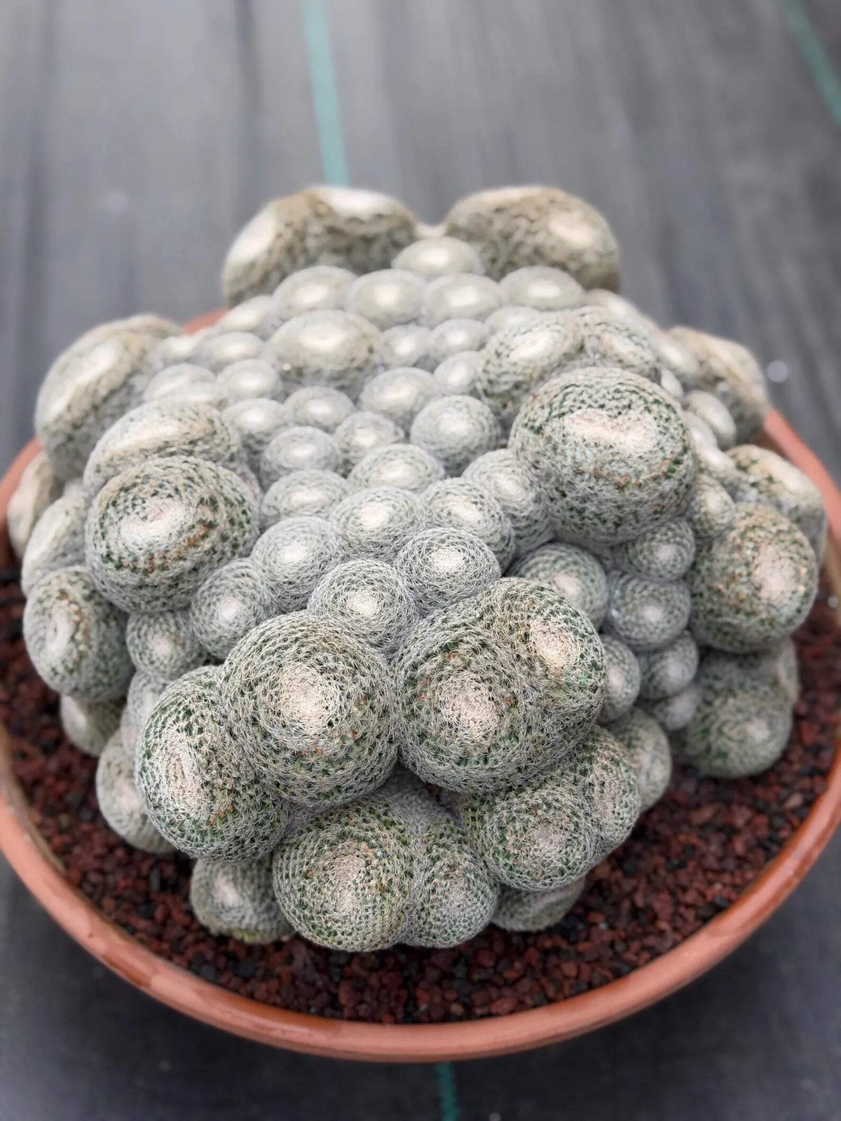 Mammillaria Perbella Monster Cluster | Rare Specimen Live Cactus Plant